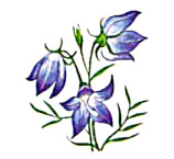 Bluebell Flowers Name