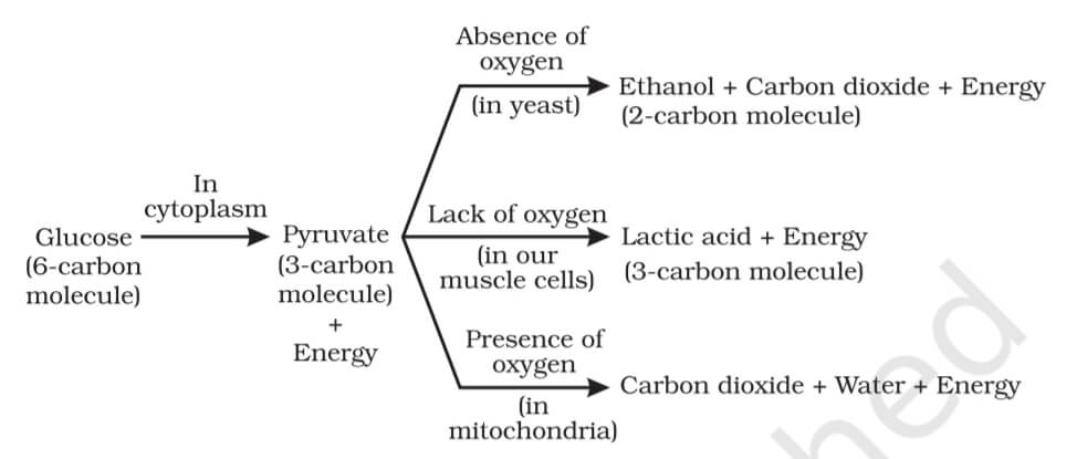 Life Process