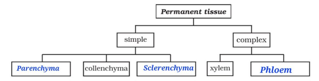 Chart of Permanent Tissue