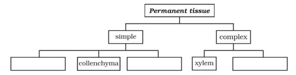 Permanent Tissue Question