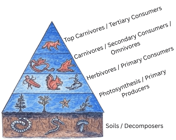 Tertiary Consumer